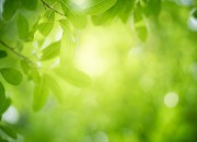Kleur bekennen: zal groen de wereld van de ondergang redden?