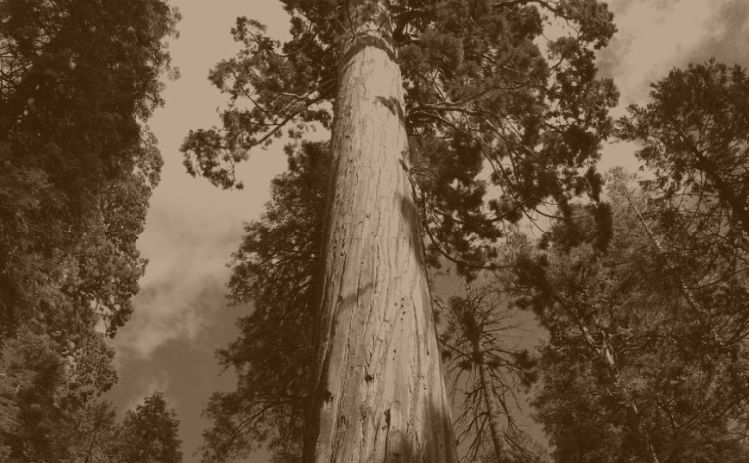 Sequoia bomen in Calaveras Big Trees State Park, California, VS.