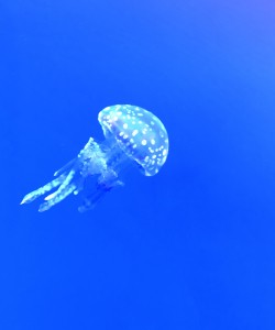 aquarium-aquatic-blue-creature-137612.jpg