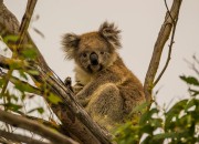 TV-actie Zapp Your Planet en WNF voor dieren in Australië haalt 145.027 euro op