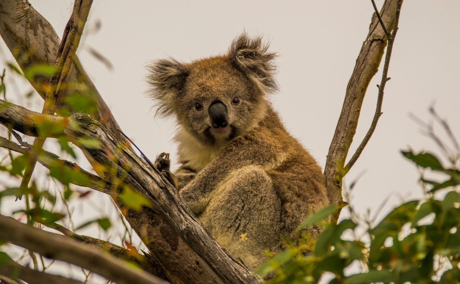 Een Australische koala in een eucalyptusboom in deelstaat Victoria, Australië (2016)