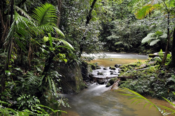 Rivier langs de Figuera trail in Carlos Botelho State Park Brazilië (C) Adriano Gamberini / WWF