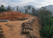 WWF vraagt aandacht voor massale ontbossing door Europa