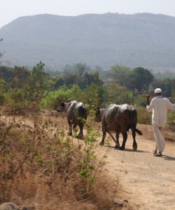 INDIA-4.JPG