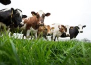 Dierenbescherming zet Beter Leven keurmerk op zuivel