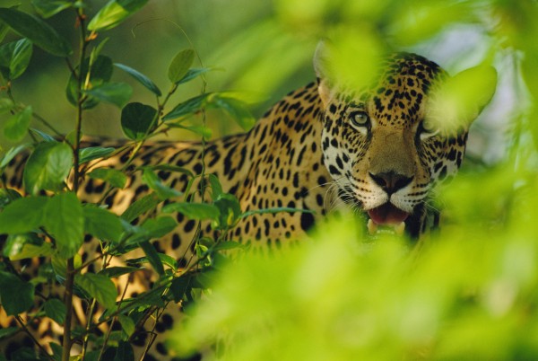 Een gevangen jaguar in Brazilië (C) Staffan Widstrand / WWF
