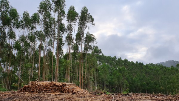 Gekapt tropisch regenwoud in Brazilië om plaats te maken voor een veehouderij (C) WWF Netherlands