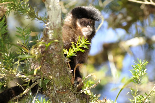 Zwarte kapucijnaap in het Campos de Jordão State Park in Brazilië (C) Adriano Gamberini / WWF