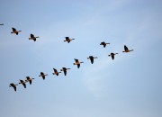 Shared impact fundraising: een essay over de toekomst van fondsenwerving