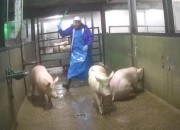 Varkens in Nood aan basis sluiting slachthuis Gosschalk