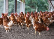 Overwinning voor Wakker Dier en Dierenbescherming: einde plofkip in supermarkt