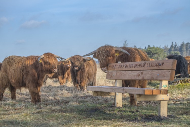 Bankje van het Drentse Landschap in de Drentse natuur (C) Marius Visser