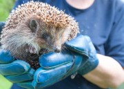 Dieren- en natuurorganisaties hebben sterkste merkkracht onder jongeren
