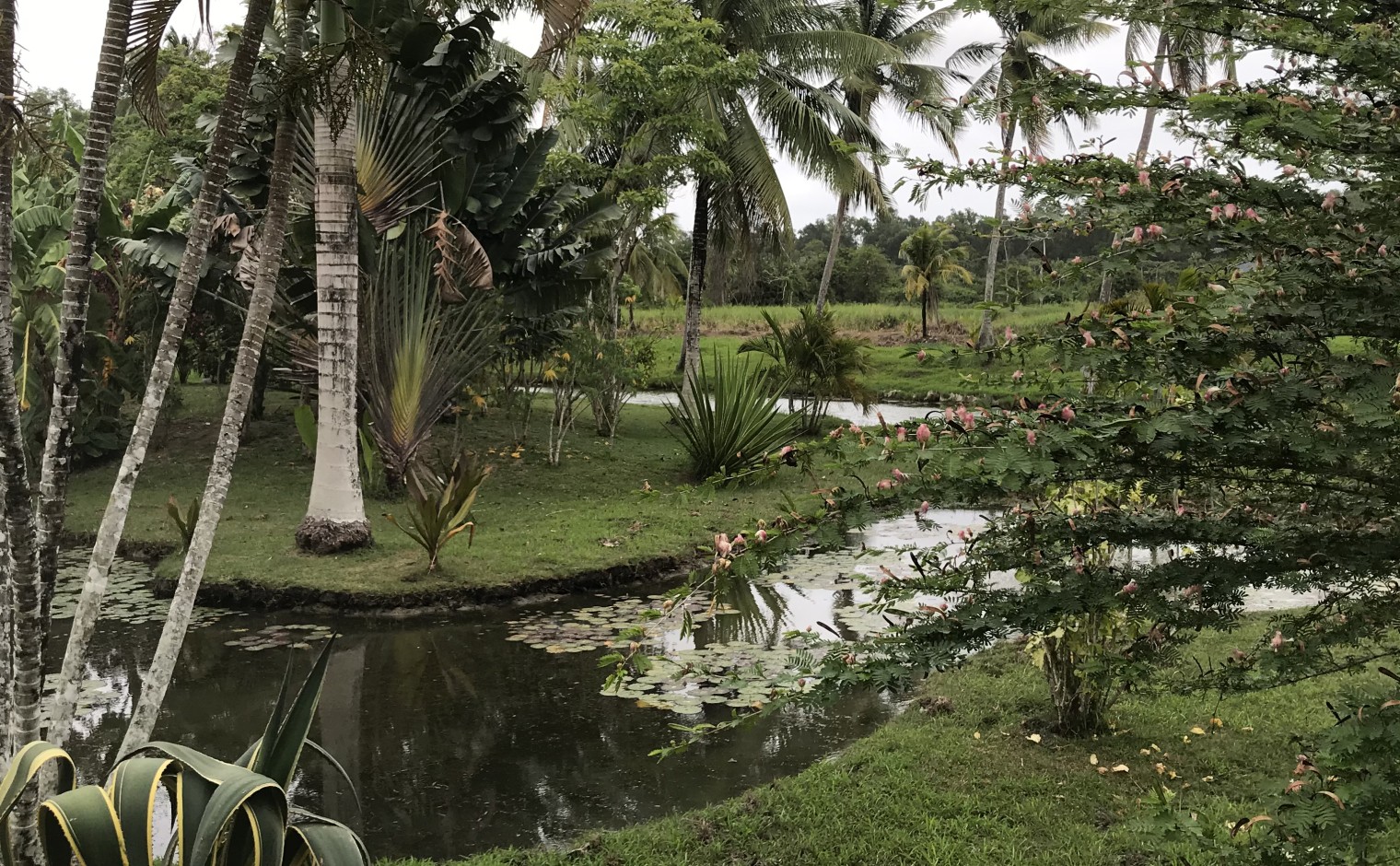 Uitzicht over de Cultuurtuin, min Paramaribo, aan de Kanangalaan.