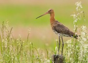 Natuurmonumenten hield in 2019 laatste collecte